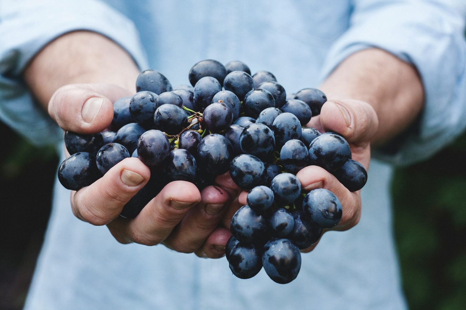The Raw and the Refined: An Introduction to Natural Wine